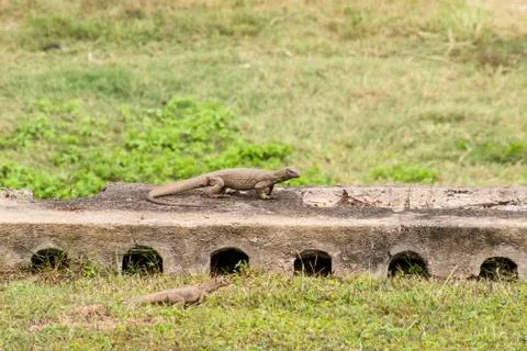 2 lizard and crow on a rock among the green grass Stock Photos