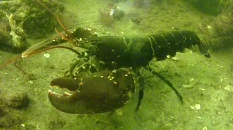 2 lobsters Stock Footage 48531478