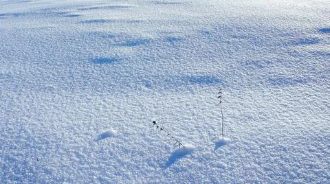 2 lone blades of grass on a clean snow-covered unoccupied carpet Stock Photos
