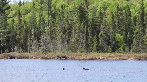 2 loons on lake together Stock Footage 51711158