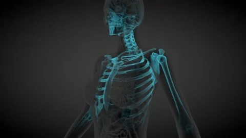 2 loop videos in 1, female body - x-ray scan of skeleton and organs Stock Footage 167399207