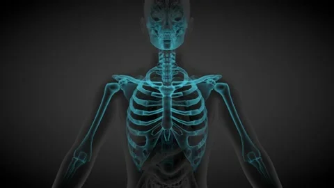 2 loop videos in 1, male body - x-ray scan of skeleton and organs Stock Footage 166105569
