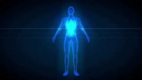 2 loop videos in 1, male body - x-ray scan with organs and skeleton Stock Footage 166973968