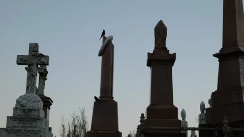 2 Lorikeets on a cemetery tomb one flys off 6K Stock Footage 306812767