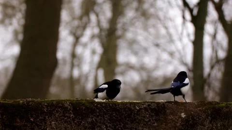2 Magpie Stock Footage 330396988