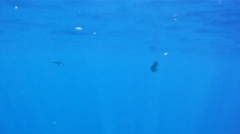 2 Mahi Mahi or Dolphin caught and jumping. Stock Footage 12243519