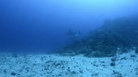 2 Manta Deep Cleaning .mp4 Video stock 66693991