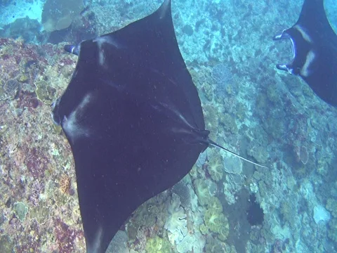 2 manta ray from above 스톡 동영상 74360191