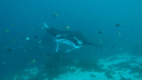 2 manta rays play in the sunshine. One nearly hits camera with wing tip. Vídeos de archivo 117062556