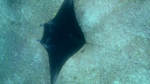 2 manta rays swimming over rubble and camera from above to behind Vídeos de archivo 112456344