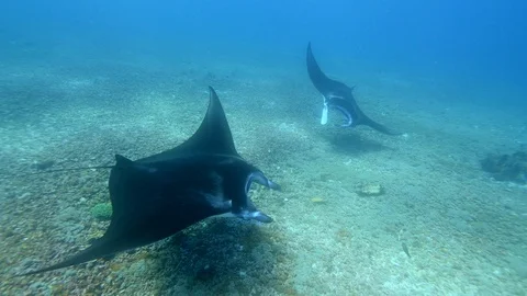 2 manta rays swimming over rubble Video stock 112456551