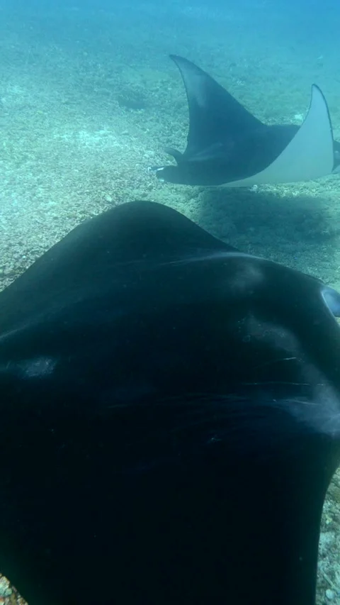 2 manta rays swimming over rubble Stock Footage 228829736