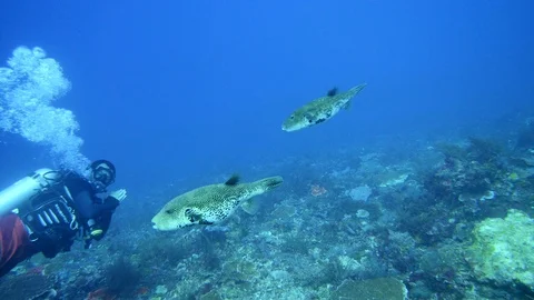2 map pufferfishes passing in front of diver Video stock 112459205