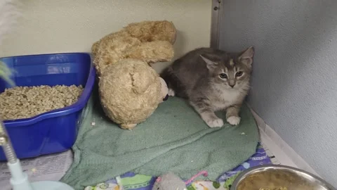 2 May 2024 Dallas, Texas - Various Animals Animal Shelter Stock Footage 327489113