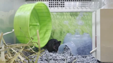 2 May 2024 Miami, Florida - Hamster Inside of Pet Store Video stock 329078634