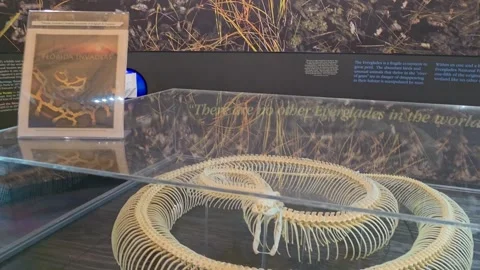 2 May 2024 Miami, Florida - Snake Aquarium Exhibit Bones Florida Stockbeeldmateriaal 334444353
