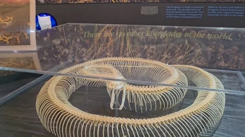 2 May 2024 Miami, Florida - Snake Aquarium Exhibit Bones Florida Video stock 334444433