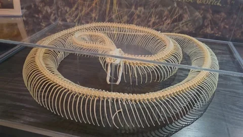 2 May 2024 Miami, Florida - Snake Aquarium Exhibit Bones Florida Video stock 334444539