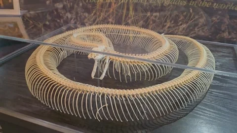 2 May 2024 Miami, Florida - Snake Aquarium Exhibit Bones Florida Video stock 334444670