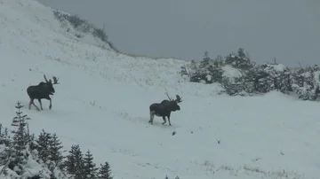 2 Medium Bull Moose In The Snow Stock Footage 85869945