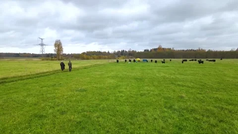 2 men walking on field cows Stock Footage 169341332