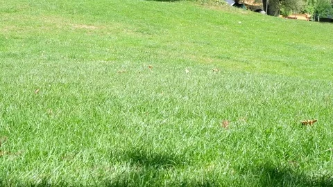 2 Mini schnauzer playing at the park Stock Footage 77654697