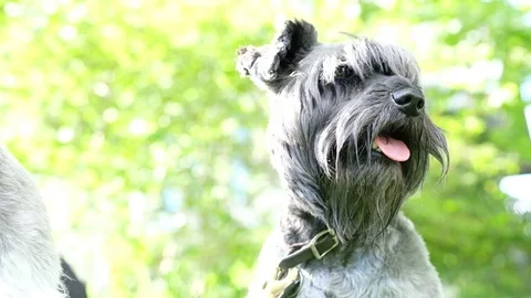 2 mini schnauzer sitting at the park Stock Footage 77654641