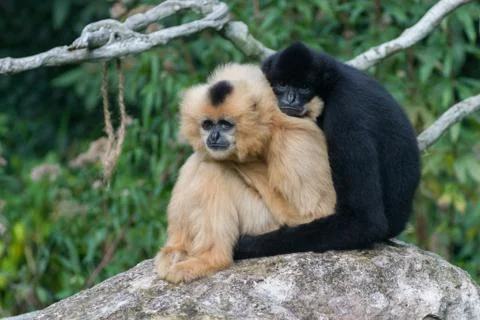 2 monkeys hugging Stock Photos