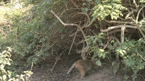 2 Monkeys playing by hunting each other of a branch Video stock 12241949