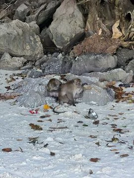 2-Monkeys-on-the-Rocks Stock Photos