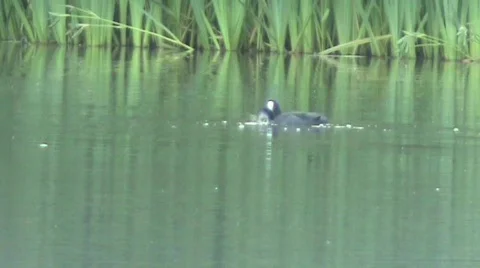 2 moorhens Video stock 457591