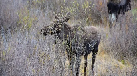 2 Moose GRAZING Stock Footage 50519862