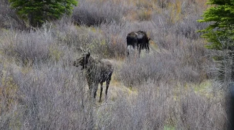 2 Moose GRAZING Stock Footage 50519989