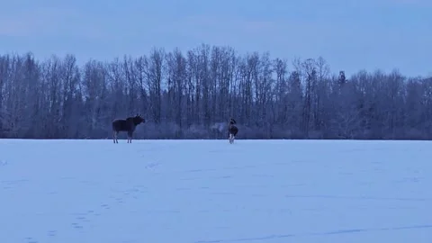 2 Moose running in the snow. Stock Footage 296759885