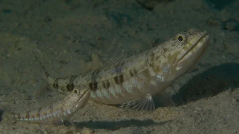  2 motionless gobies suddenly escape by moving the sand, Red Sea, Egypt Stock Footage 104705792