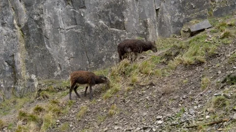 2 mountain goats on the side of a hill Stock Footage 126714936
