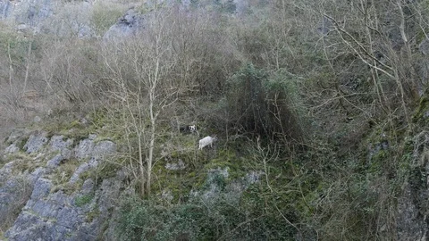 2 mountain goats on the side of a hill 動画素材 126715675