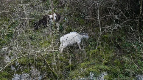 2 mountain goats on the side of a hill Stock Footage 126715704