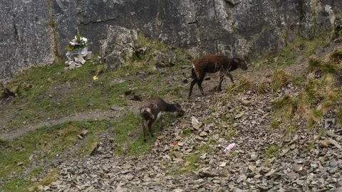 2 mountain goats walk up the side of a hill Stock Footage 126714831