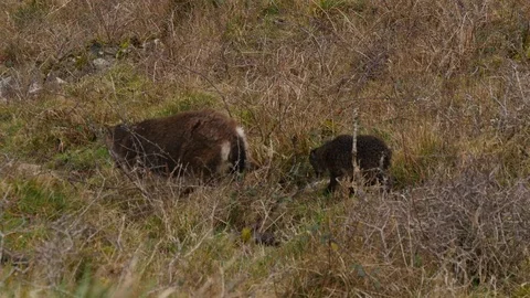 2 mountain goats walking down a hillside Stock Footage 126715332