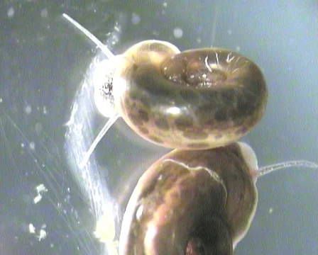 2 moving Schistosomiasis snails Stock Footage 39563152