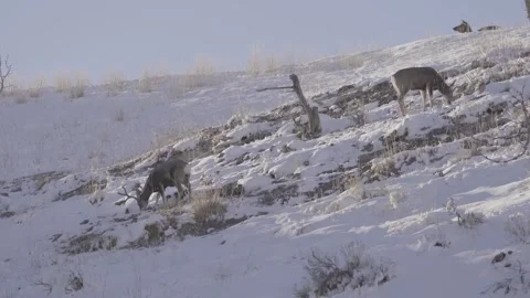 2 mule deer including a huge buck in winter Stock Footage 310533066