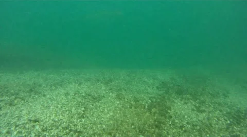 2 Muskies 库存影片 11859577