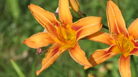 2 open and 2 closed orange flower buds, burgeons, - behind an iron fence. Stock Footage 133826130