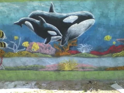 2 orcas painted on the street wall, there's other fish, bottom of the sea Stock Footage 162147671