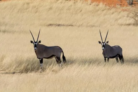 2 Oryx in grassland. Stock Photos