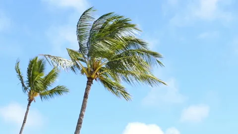 2 palm trees in the breeze Stock Footage 137663154