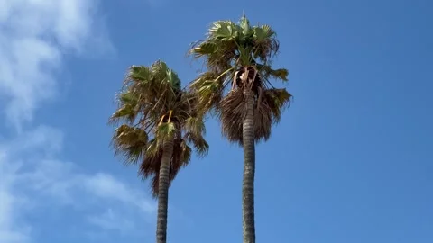 2 Palm trees dancing in the wind in Cape Town. Stock Footage 327538194