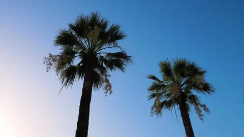 2 Palm trees Stock Footage 283278719