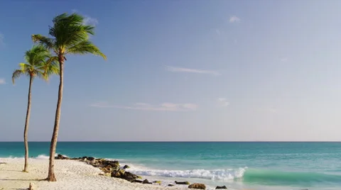 2 Palms and the Ocean Video stock 52235128